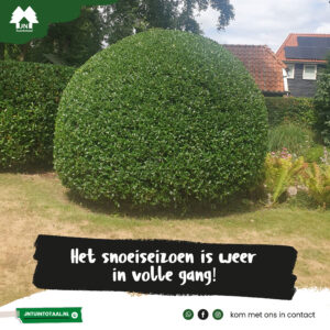 Hagen snoeien door een hovenier-03